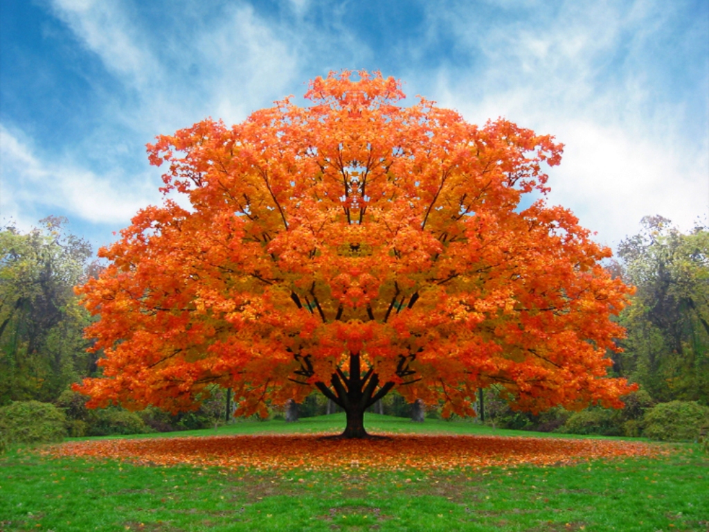 albero_autunno.jpg